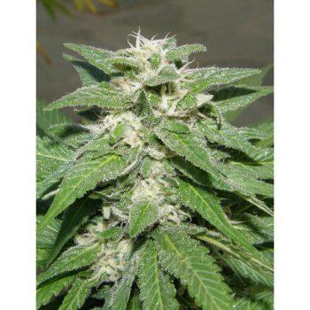 Kong 47 Feminised Seeds