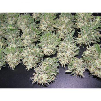 Painkiller Feminised Seeds - Image 2