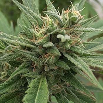 Blueberry Headband Auto Feminised Seeds