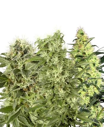 Female Mix Feminised Seeds - White Lab