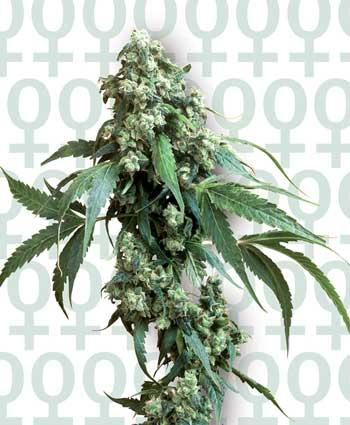 Jack Flash #5 Feminised Seeds - Image 2