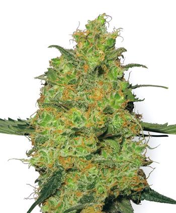 Master Kush Feminised Seeds - White