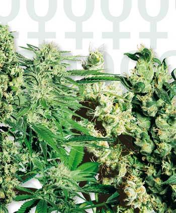 Mixed Feminised Seeds - 20