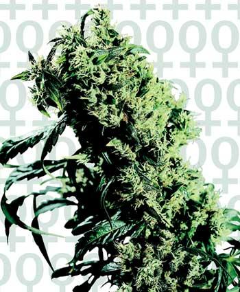 NL#5 x Haze Feminised Seeds