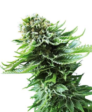 Northern Lights Auto Feminised Cannabis Seeds by Sensi Seeds