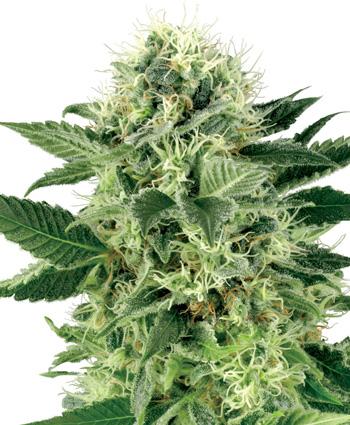 Northern Lights Feminised Seeds - White