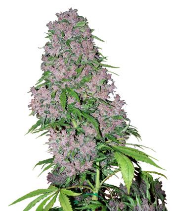Purple Bud Feminised Seeds