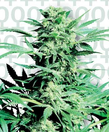 Shiva Skunk Feminised Seeds