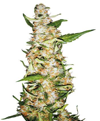 Skunk #1 Auto Feminised Seeds - Sensi