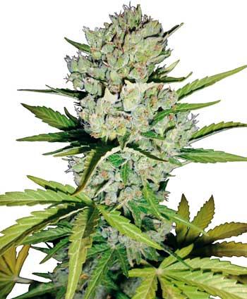 Super Skunk Auto Feminised Seeds - White