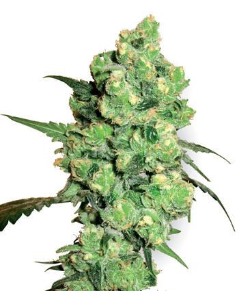 Super Skunk Feminised Seeds - White