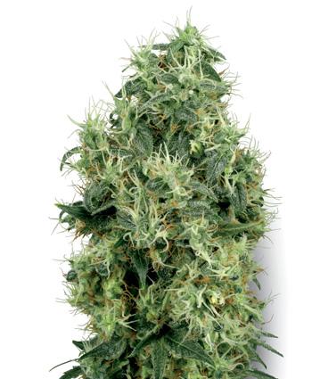 White Gold Feminised Seeds