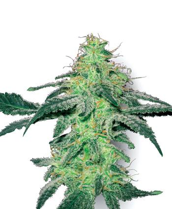 White Skunk Feminised Marijuana Seeds by White Label Seed Company