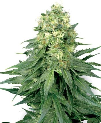White Widow Feminised Seeds - WL