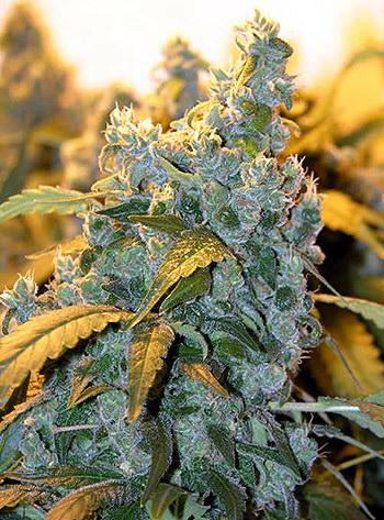 Chronic Regular Seeds