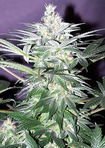 Shit Regular Seeds - 18