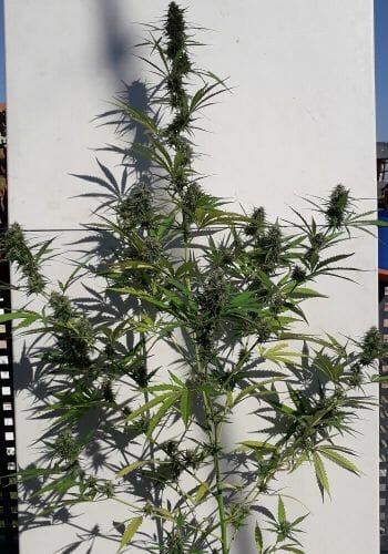 New Caledonia Regular Seeds - Image 4