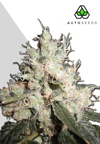 Hijack Auto Feminised Seeds