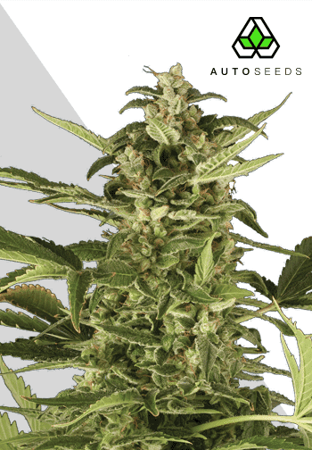 Juicy Lucy Auto Feminised Seeds