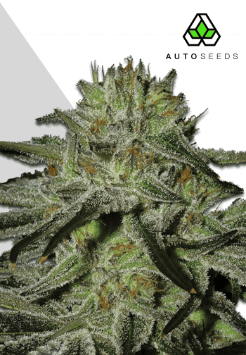 Kush Doctor Auto Feminised Seeds