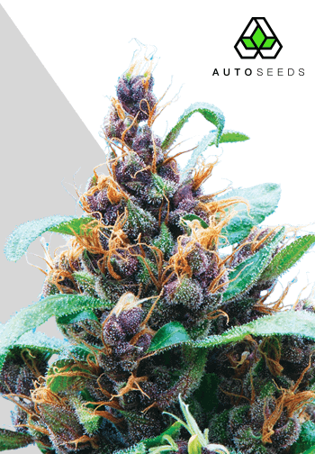 Purple Stilton Auto Feminised Seeds