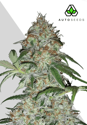Sucker Punch Auto Feminised Seeds