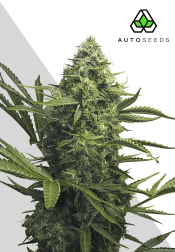 Sweet CBD Auto Feminised Seeds
