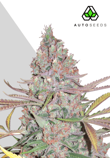 Berry Ryder Auto Feminised Seeds