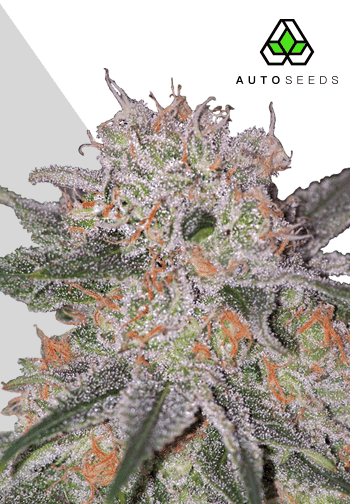 Trans Siberian Auto Feminised Seeds
