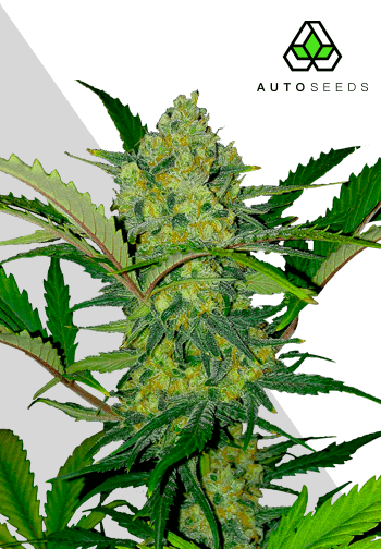 Ultra Lemon Haze Auto Seeds