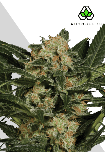 Candy Kush Auto Feminised Seeds