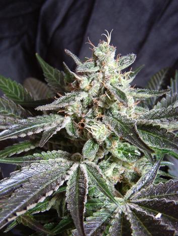 Black Jack Feminised Cannabis Seeds by Sweet Seeds