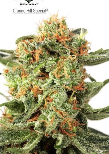 Orange Hill Special Feminised Cannabis Seeds by Dutch Passion