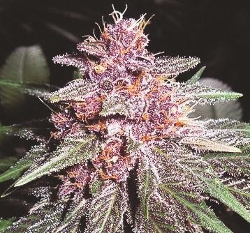 Violeta Feminised Seeds