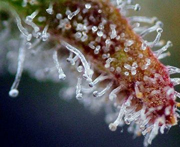 Purple Ghost Candy Feminised Cannabis Seeds by Seedsman