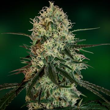 Chronic Thunder Feminised Seeds - Image 2