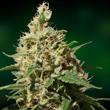 Peppermint Kush Feminised Seeds - Image 2