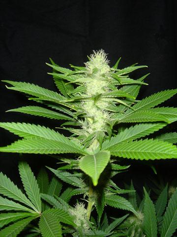 CheeseWreck Feminised Seeds - 5 - Image 2