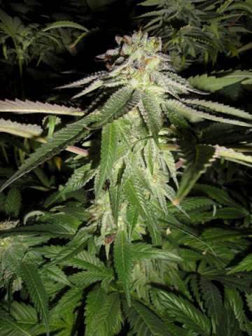 Corleone Kush Feminised Cannabis Seeds by Cali Connection