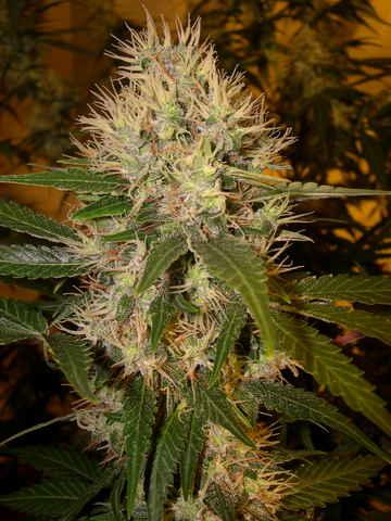 Martian Mean Green Feminised Seeds - 6