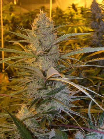 Cannalope Haze Regular Seeds - Image 2