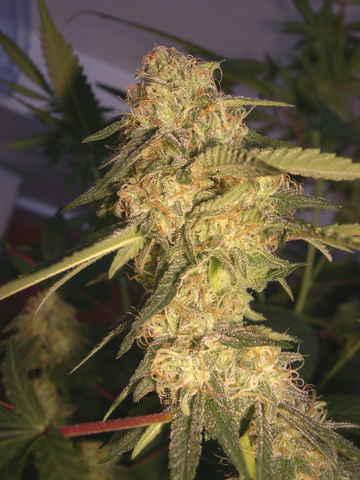 ReCon Feminised Seeds