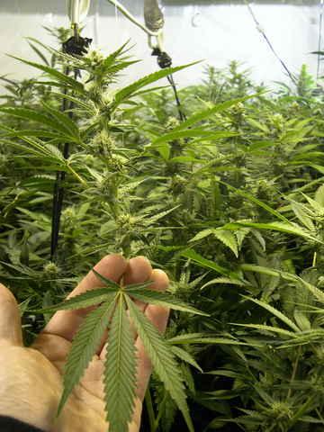 ReCon Feminised Seeds - Image 2