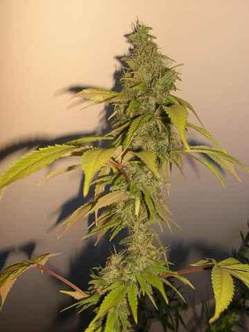 Sour Cream Regular Seeds - Image 2