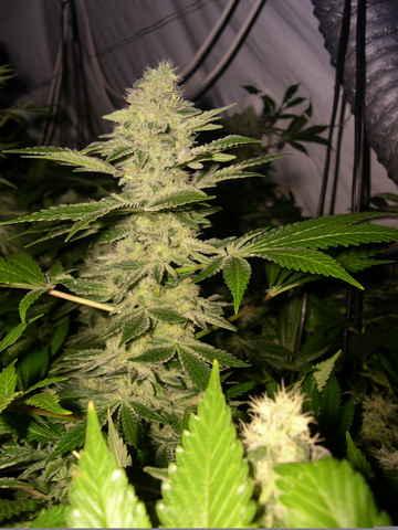Sharksbreath Feminised Seeds - Image 2