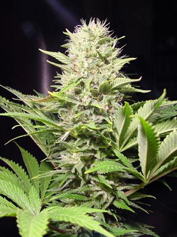 Wappa Feminised Seeds