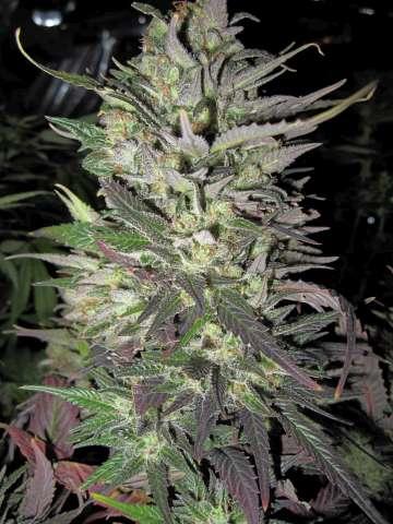 Thunder Bud Feminised Seeds - 6