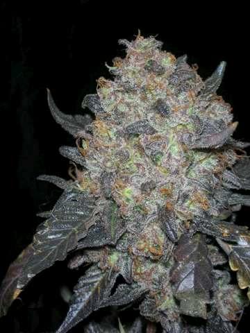 Black Water Regular Seeds - 10