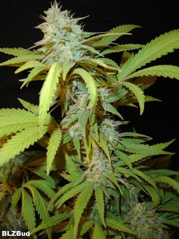 BLZ Bud Feminised Seeds - 5