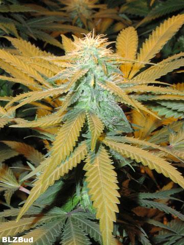 BLZ Bud Feminised Seeds - 5 - Image 2